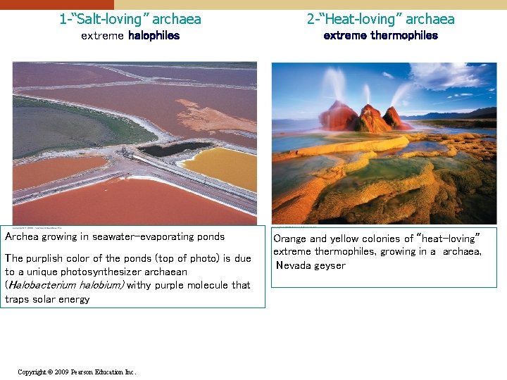 1 -“Salt-loving” archaea 2 -“Heat-loving” archaea extreme halophiles extreme thermophiles Archea growing in seawater-evaporating 1 -“Salt-loving” archaea 2 -“Heat-loving” archaea extreme halophiles extreme thermophiles Archea growing in seawater-evaporating
