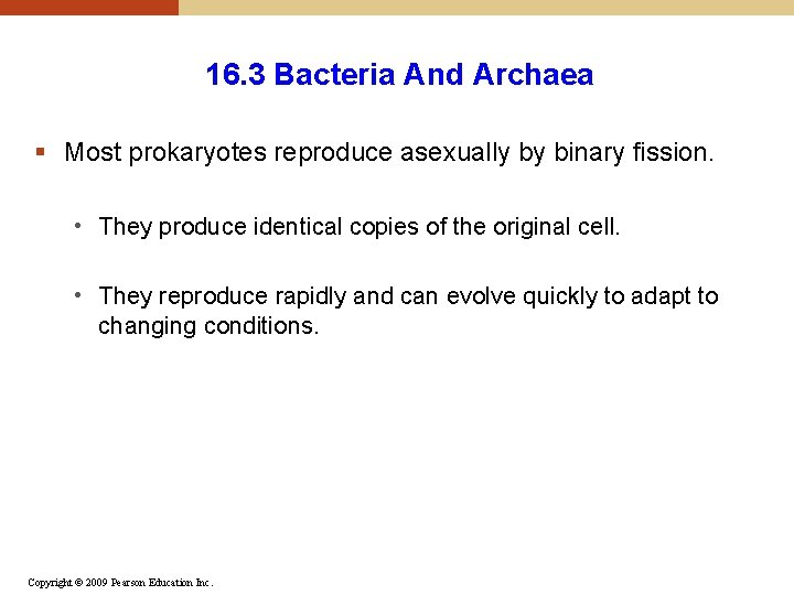 16. 3 Bacteria And Archaea § Most prokaryotes reproduce asexually by binary fission. • 16. 3 Bacteria And Archaea § Most prokaryotes reproduce asexually by binary fission. •