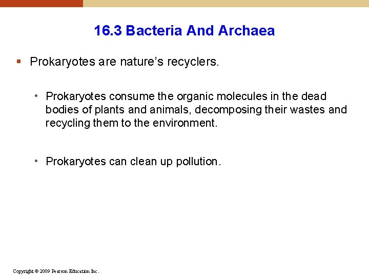 16. 3 Bacteria And Archaea § Prokaryotes are nature’s recyclers. • Prokaryotes consume the 16. 3 Bacteria And Archaea § Prokaryotes are nature’s recyclers. • Prokaryotes consume the