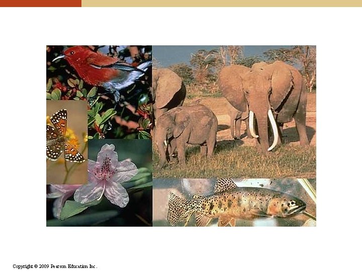 Copyright © 2009 Pearson Education Inc. Copyright © 2009 Pearson Education Inc.