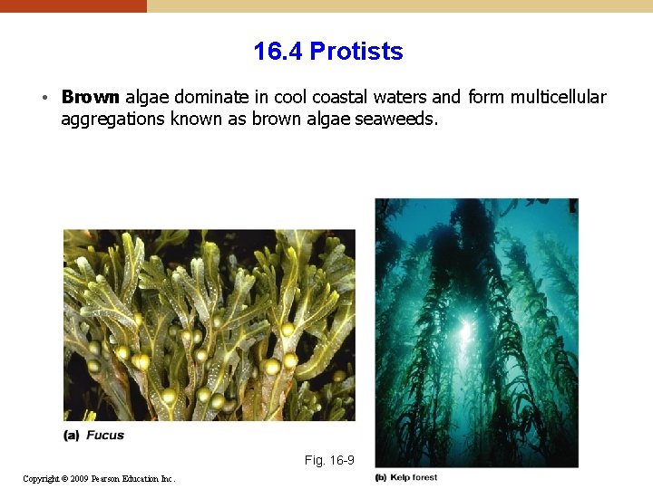 16. 4 Protists • Brown algae dominate in cool coastal waters and form multicellular 16. 4 Protists • Brown algae dominate in cool coastal waters and form multicellular