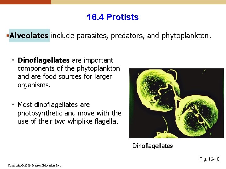 16. 4 Protists §Alveolates include parasites, predators, and phytoplankton. • Dinoflagellates are important components 16. 4 Protists §Alveolates include parasites, predators, and phytoplankton. • Dinoflagellates are important components
