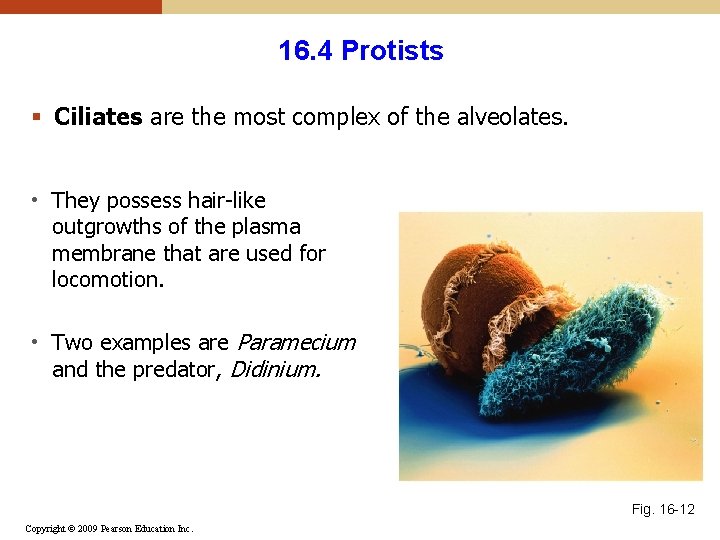 16. 4 Protists § Ciliates are the most complex of the alveolates. • They 16. 4 Protists § Ciliates are the most complex of the alveolates. • They