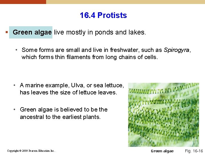 16. 4 Protists § Green algae live mostly in ponds and lakes. • Some 16. 4 Protists § Green algae live mostly in ponds and lakes. • Some