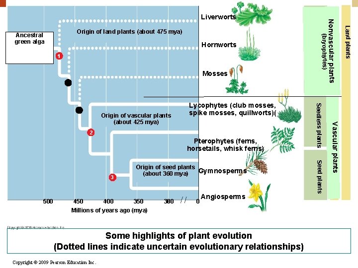 1 Mosses Pterophytes (ferns, horsetails, whisk ferns) 500 450 400 350 Millions of years 1 Mosses Pterophytes (ferns, horsetails, whisk ferns) 500 450 400 350 Millions of years