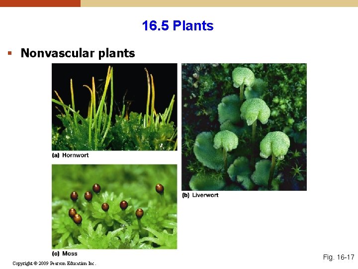 16. 5 Plants § Nonvascular plants Copyright © 2009 Pearson Education Inc. Fig. 16 16. 5 Plants § Nonvascular plants Copyright © 2009 Pearson Education Inc. Fig. 16