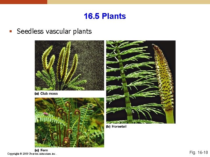 16. 5 Plants § Seedless vascular plants Copyright © 2009 Pearson Education Inc. Fig. 16. 5 Plants § Seedless vascular plants Copyright © 2009 Pearson Education Inc. Fig.