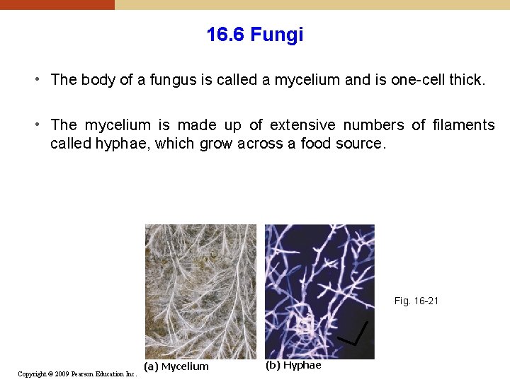 16. 6 Fungi • The body of a fungus is called a mycelium and 16. 6 Fungi • The body of a fungus is called a mycelium and