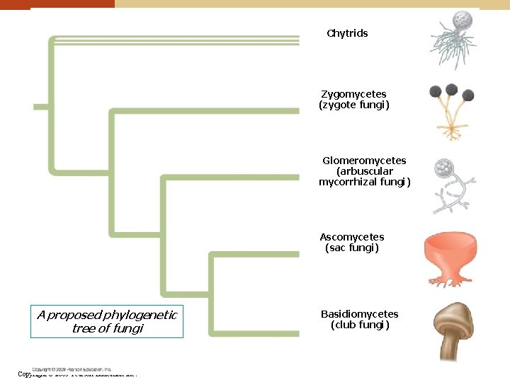 Chytrids Zygomycetes (zygote fungi) Glomeromycetes (arbuscular mycorrhizal fungi) Ascomycetes (sac fungi) A proposed phylogenetic Chytrids Zygomycetes (zygote fungi) Glomeromycetes (arbuscular mycorrhizal fungi) Ascomycetes (sac fungi) A proposed phylogenetic