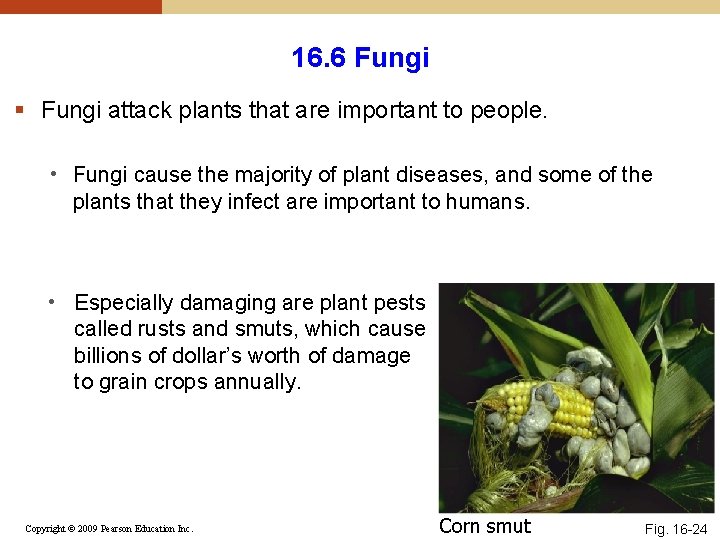 16. 6 Fungi § Fungi attack plants that are important to people. • Fungi 16. 6 Fungi § Fungi attack plants that are important to people. • Fungi