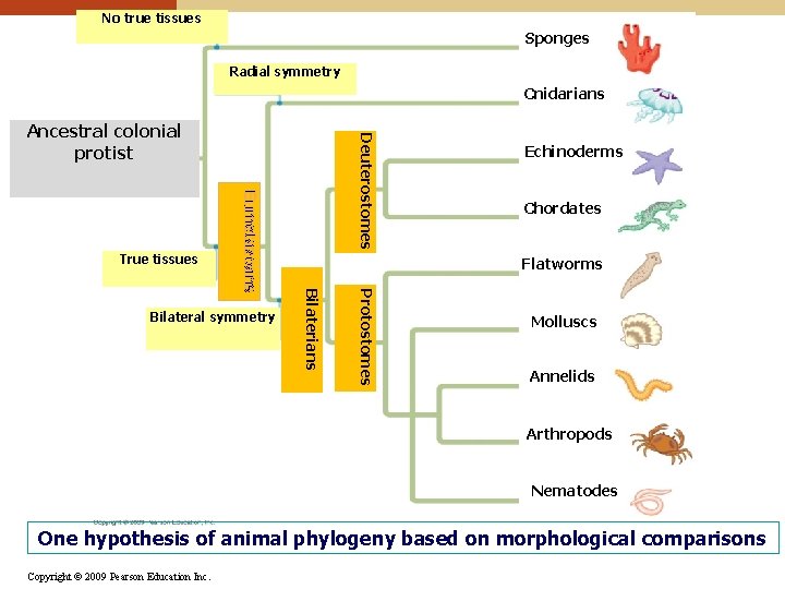 No true tissues Sponges Radial symmetry Cnidarians Protostomes Bilateral symmetry Echinoderms Chordates Flatworms Bilaterians No true tissues Sponges Radial symmetry Cnidarians Protostomes Bilateral symmetry Echinoderms Chordates Flatworms Bilaterians