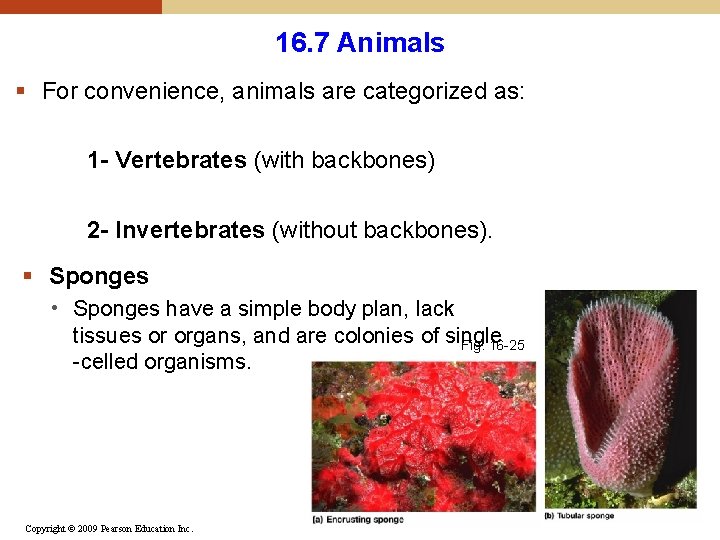 16. 7 Animals § For convenience, animals are categorized as: 1 - Vertebrates (with 16. 7 Animals § For convenience, animals are categorized as: 1 - Vertebrates (with