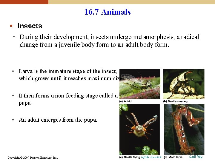 16. 7 Animals § Insects • During their development, insects undergo metamorphosis, a radical 16. 7 Animals § Insects • During their development, insects undergo metamorphosis, a radical