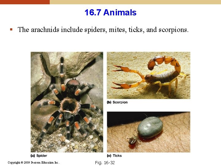 16. 7 Animals § The arachnids include spiders, mites, ticks, and scorpions. Copyright © 16. 7 Animals § The arachnids include spiders, mites, ticks, and scorpions. Copyright ©