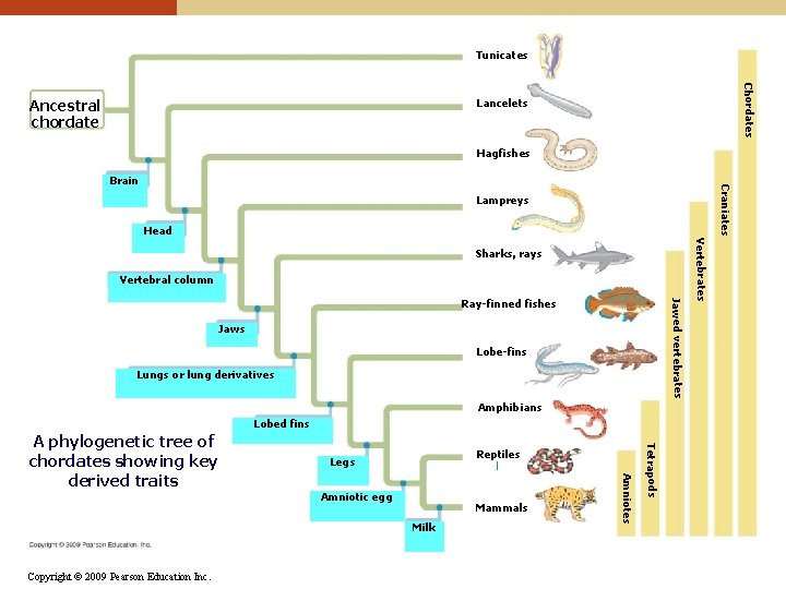 Tunicates Chordates Ancestral chordate Lancelets Hagfishes Craniates Brain Lampreys Head Vertebral column Jawed vertebrates Tunicates Chordates Ancestral chordate Lancelets Hagfishes Craniates Brain Lampreys Head Vertebral column Jawed vertebrates