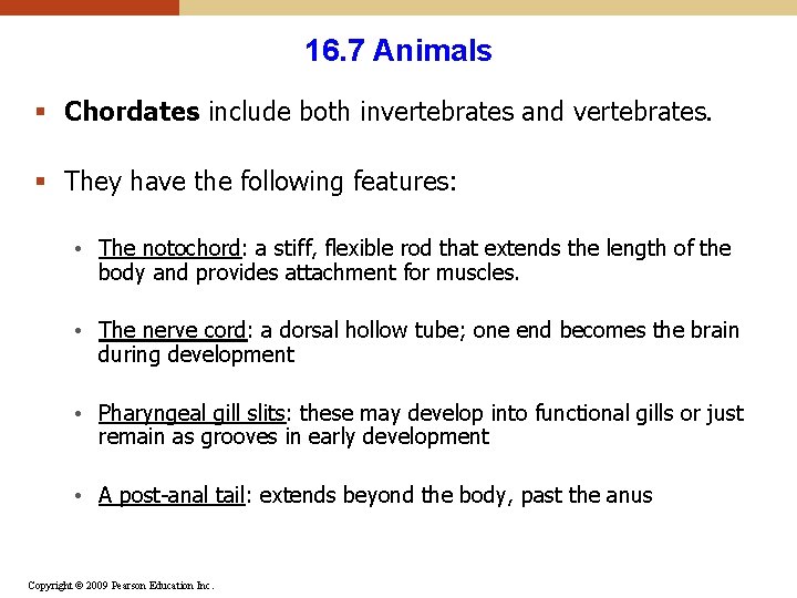 16. 7 Animals § Chordates include both invertebrates and vertebrates. § They have the 16. 7 Animals § Chordates include both invertebrates and vertebrates. § They have the
