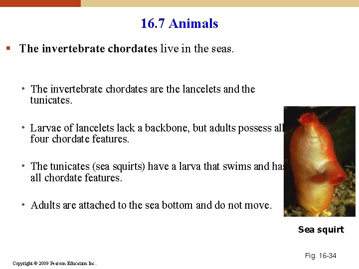 16. 7 Animals § The invertebrate chordates live in the seas. • The invertebrate 16. 7 Animals § The invertebrate chordates live in the seas. • The invertebrate