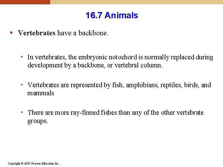 16. 7 Animals § Vertebrates have a backbone. • In vertebrates, the embryonic notochord 16. 7 Animals § Vertebrates have a backbone. • In vertebrates, the embryonic notochord