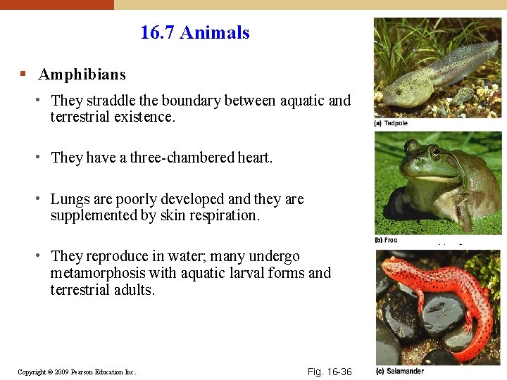 16. 7 Animals § Amphibians • They straddle the boundary between aquatic and terrestrial 16. 7 Animals § Amphibians • They straddle the boundary between aquatic and terrestrial