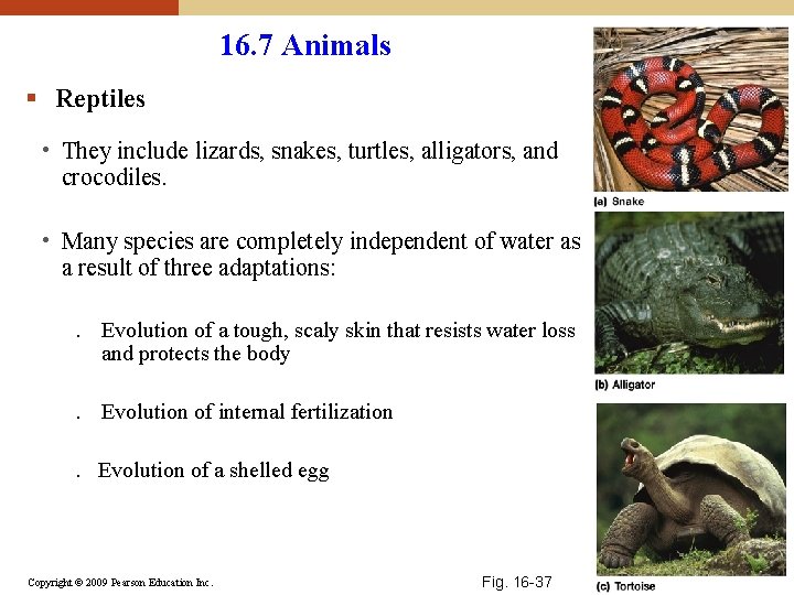 16. 7 Animals § Reptiles • They include lizards, snakes, turtles, alligators, and crocodiles. 16. 7 Animals § Reptiles • They include lizards, snakes, turtles, alligators, and crocodiles.