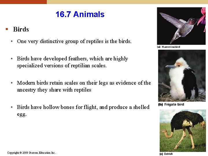 16. 7 Animals § Birds • One very distinctive group of reptiles is the 16. 7 Animals § Birds • One very distinctive group of reptiles is the