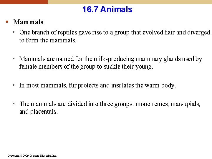16. 7 Animals § Mammals • One branch of reptiles gave rise to a 16. 7 Animals § Mammals • One branch of reptiles gave rise to a
