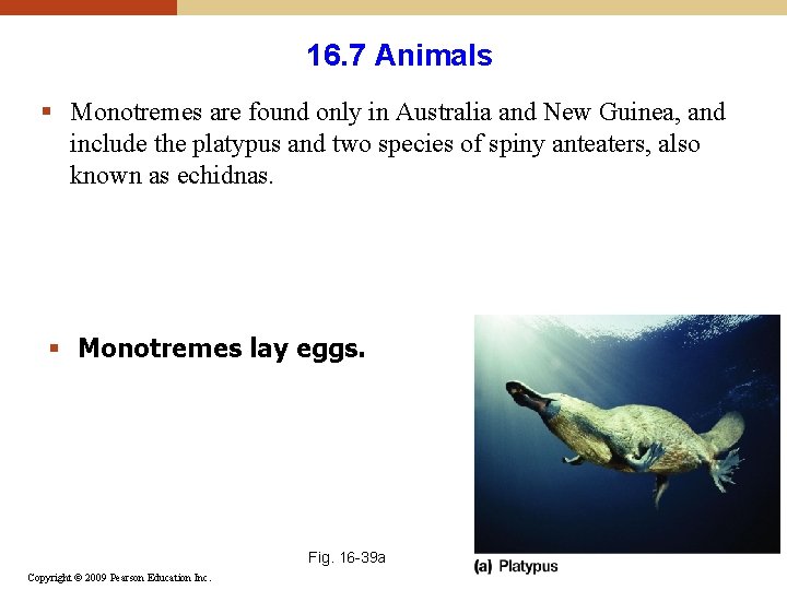 16. 7 Animals § Monotremes are found only in Australia and New Guinea, and 16. 7 Animals § Monotremes are found only in Australia and New Guinea, and