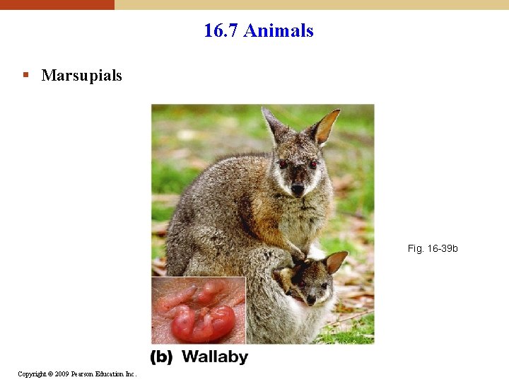 16. 7 Animals § Marsupials Fig. 16 -39 b Copyright © 2009 Pearson Education 16. 7 Animals § Marsupials Fig. 16 -39 b Copyright © 2009 Pearson Education