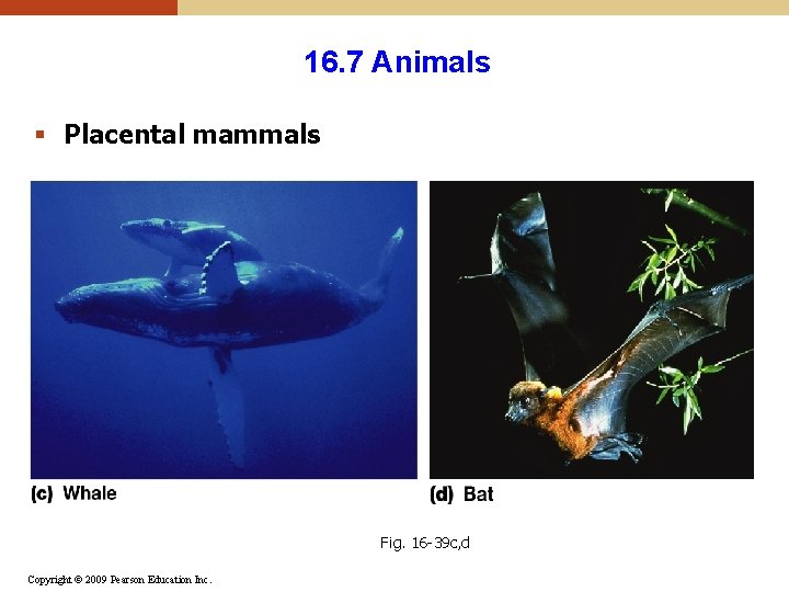 16. 7 Animals § Placental mammals Fig. 16 -39 c, d Copyright © 2009 16. 7 Animals § Placental mammals Fig. 16 -39 c, d Copyright © 2009
