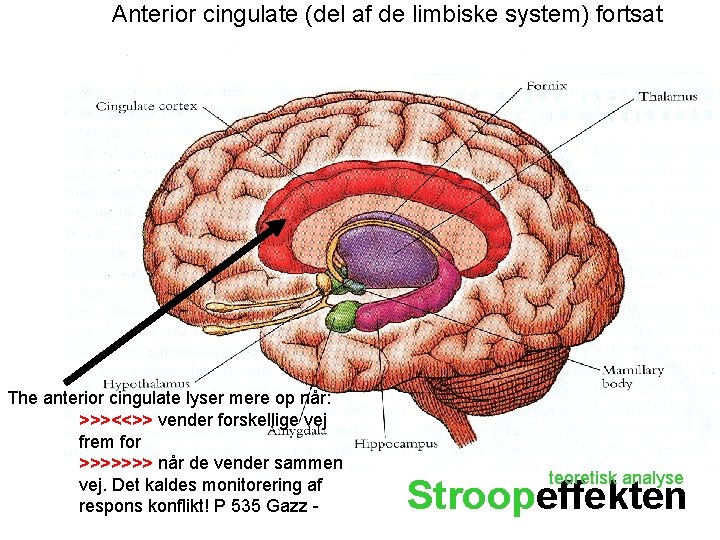 Anterior cingulate (del af de limbiske system) fortsat The anterior cingulate lyser mere op