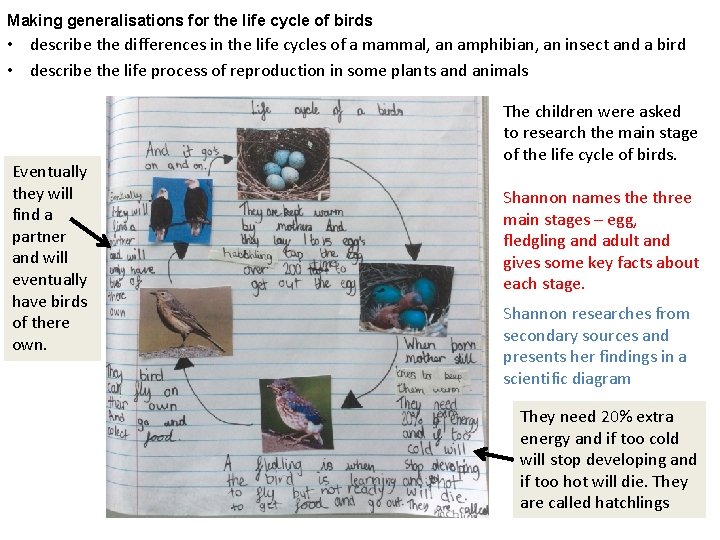 Making generalisations for the life cycle of birds • describe the differences in the