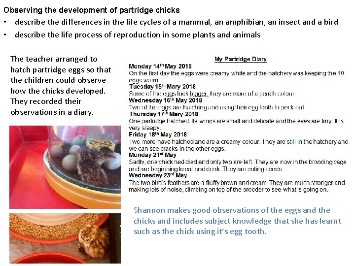Observing the development of partridge chicks • describe the differences in the life cycles