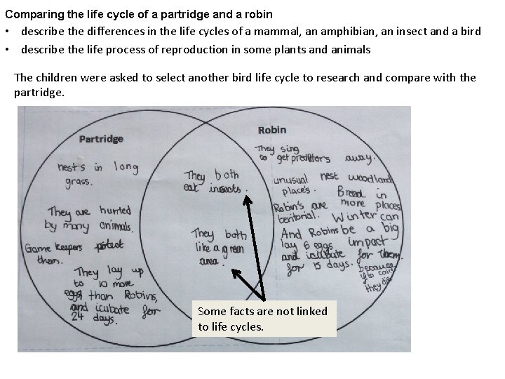 Comparing the life cycle of a partridge and a robin • describe the differences