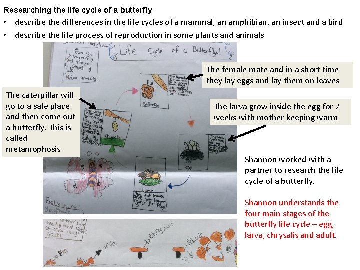 Researching the life cycle of a butterfly • describe the differences in the life
