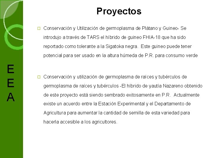 Proyectos � Conservación y Utilización de germoplasma de Plátano y Guineo Se introdujo a