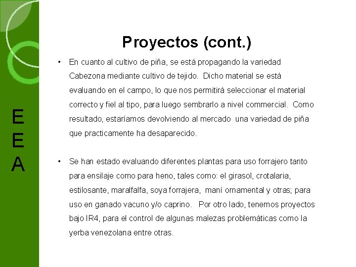 Proyectos (cont. ) • En cuanto al cultivo de piña, se está propagando la