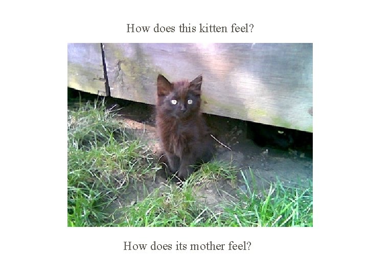 How does this kitten feel? How does its mother feel? 