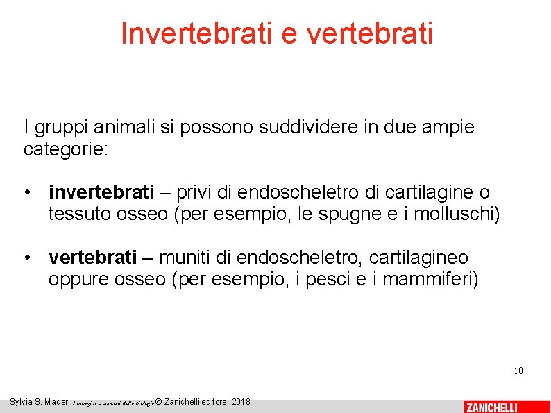 Invertebrati e vertebrati I gruppi animali si possono suddividere in due ampie categorie: •