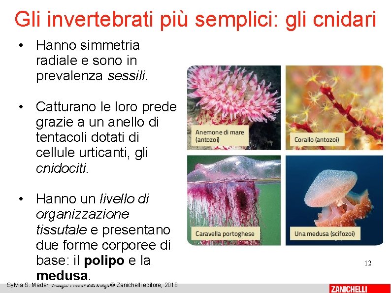 Gli invertebrati più semplici: gli cnidari • Hanno simmetria radiale e sono in prevalenza