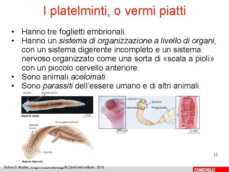 I platelminti, o vermi piatti • Hanno tre foglietti embrionali. • Hanno un sistema