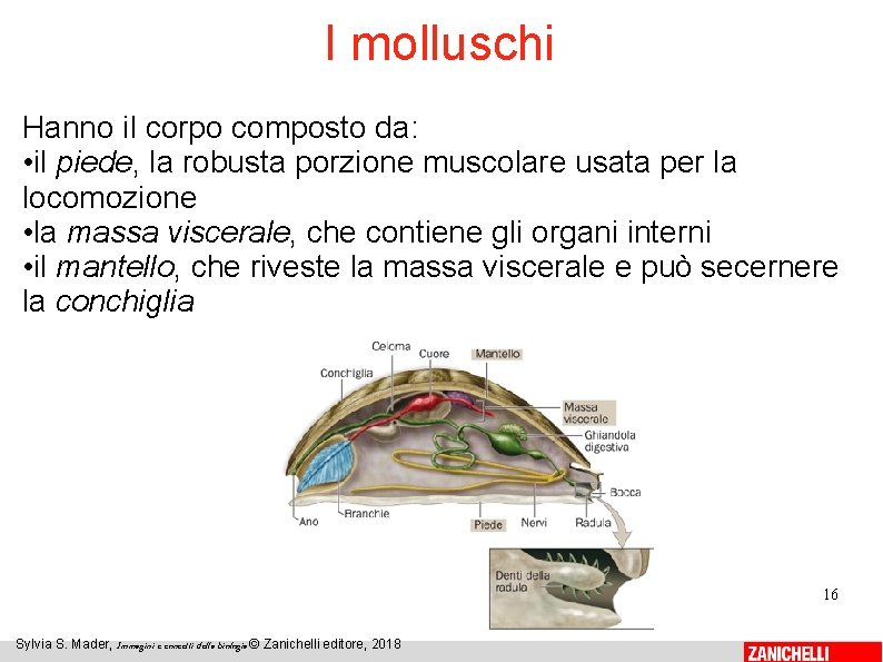 I molluschi Hanno il corpo composto da: • il piede, la robusta porzione muscolare