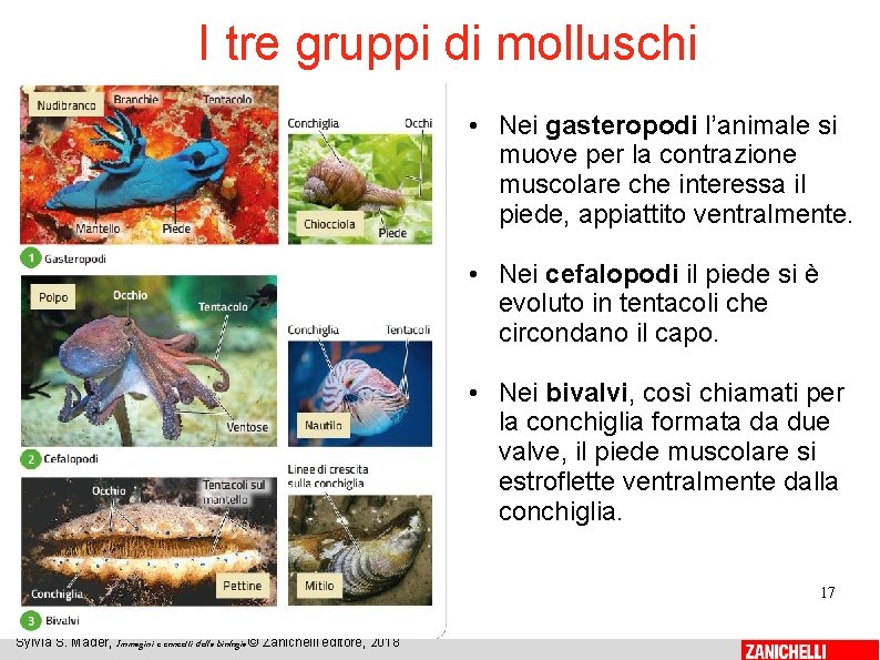 I tre gruppi di molluschi • Nei gasteropodi l’animale si muove per la contrazione