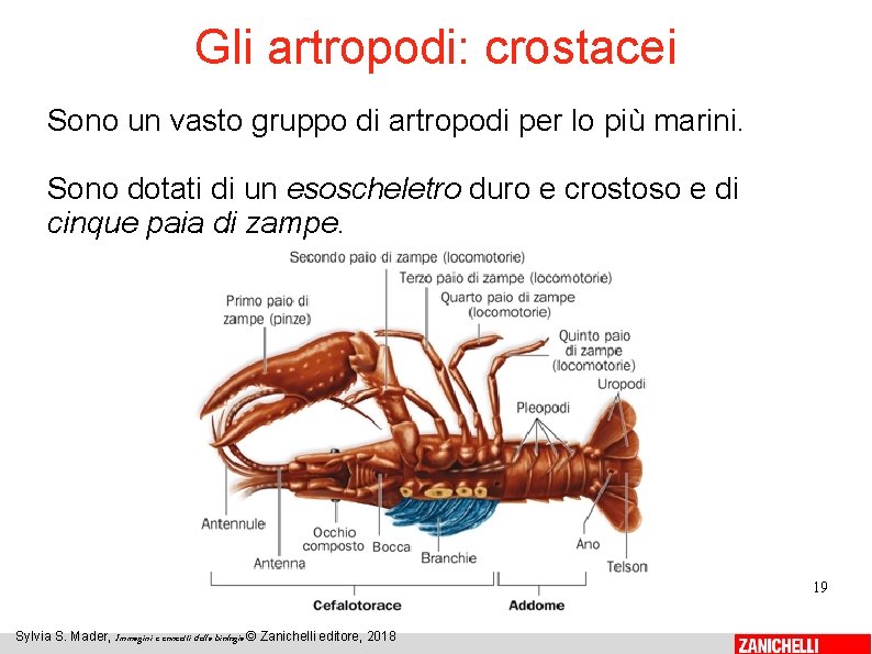Gli artropodi: crostacei Sono un vasto gruppo di artropodi per lo più marini. Sono
