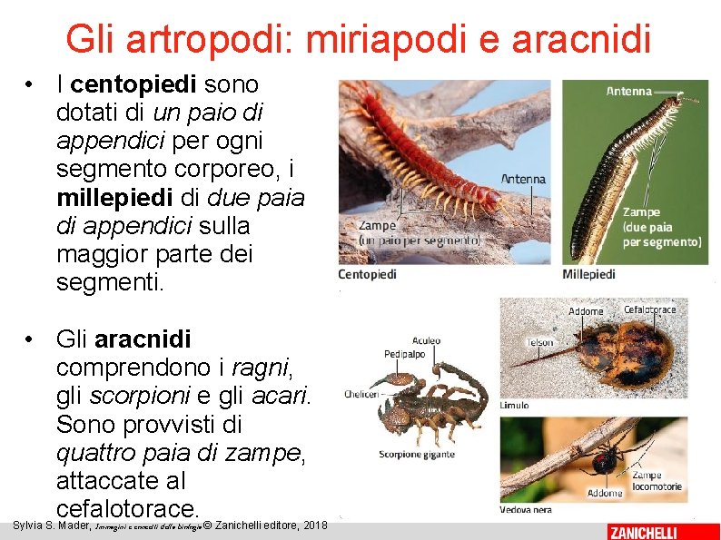 Gli artropodi: miriapodi e aracnidi • I centopiedi sono dotati di un paio di