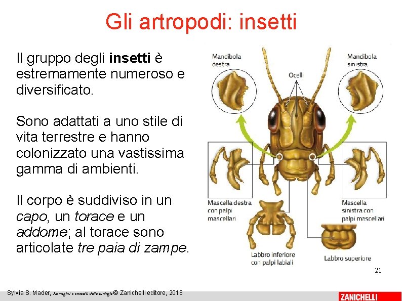 Gli artropodi: insetti Il gruppo degli insetti è estremamente numeroso e diversificato. Sono adattati