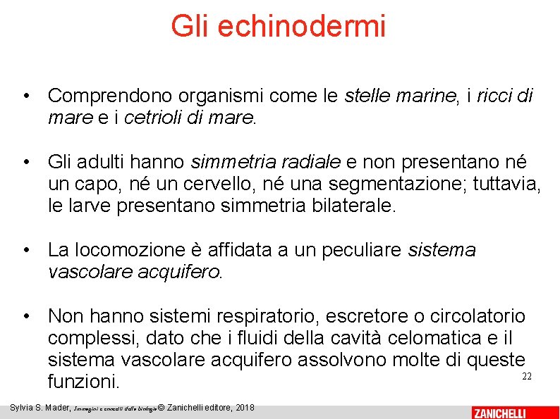 Gli echinodermi • Comprendono organismi come le stelle marine, i ricci di mare e