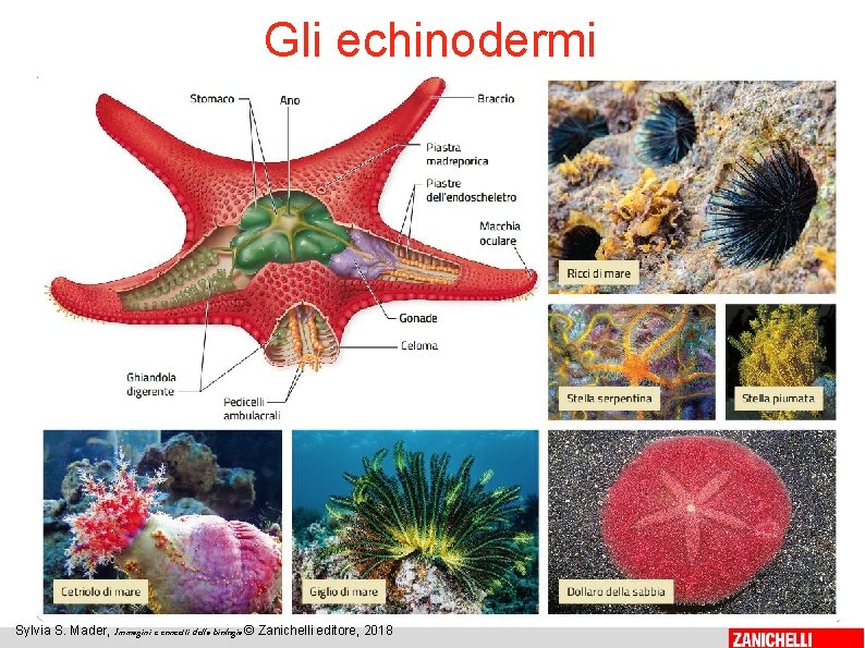 Gli echinodermi 23 Sylvia S. Mader, Immagini e concetti della biologia © Zanichelli editore,