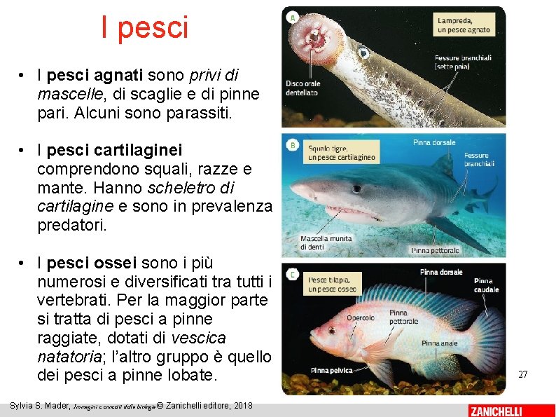 I pesci • I pesci agnati sono privi di mascelle, di scaglie e di