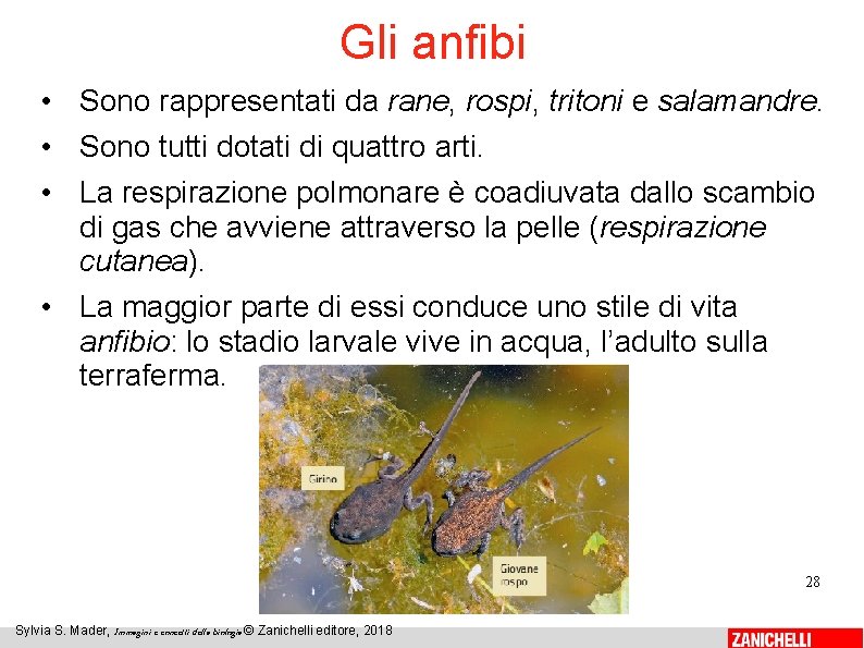 Gli anfibi • Sono rappresentati da rane, rospi, tritoni e salamandre. • Sono tutti