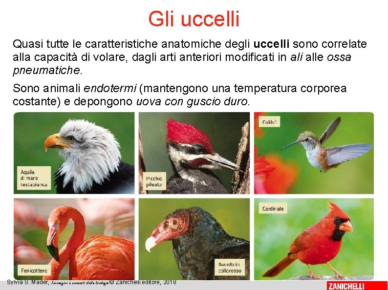 Gli uccelli Quasi tutte le caratteristiche anatomiche degli uccelli sono correlate alla capacità di